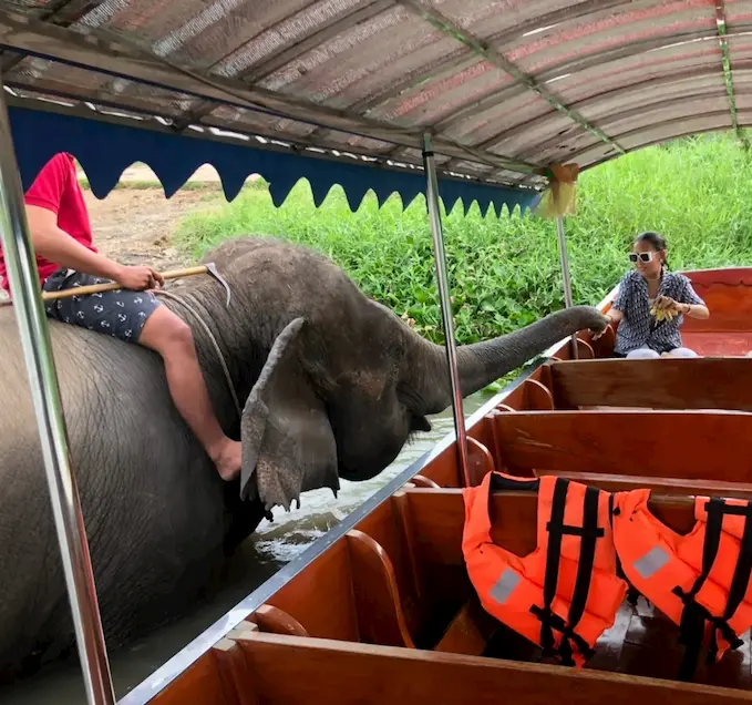 น้องช้าง - เล่นน้ำ